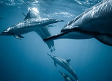 【夜读】特谢拉入籍安家费8000万欧